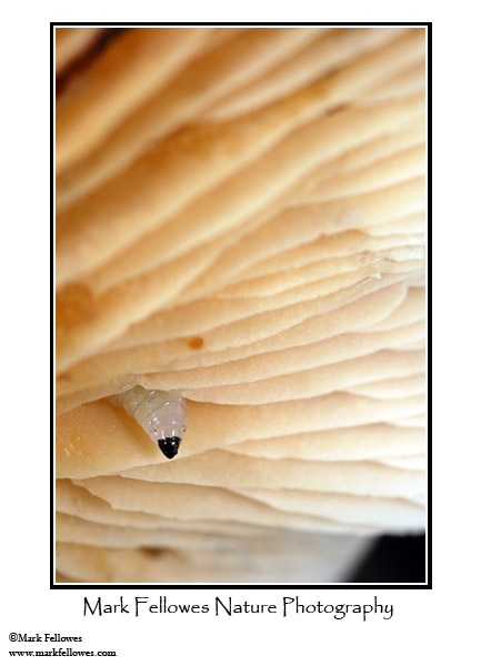 Dipteran larva in mushroom gills